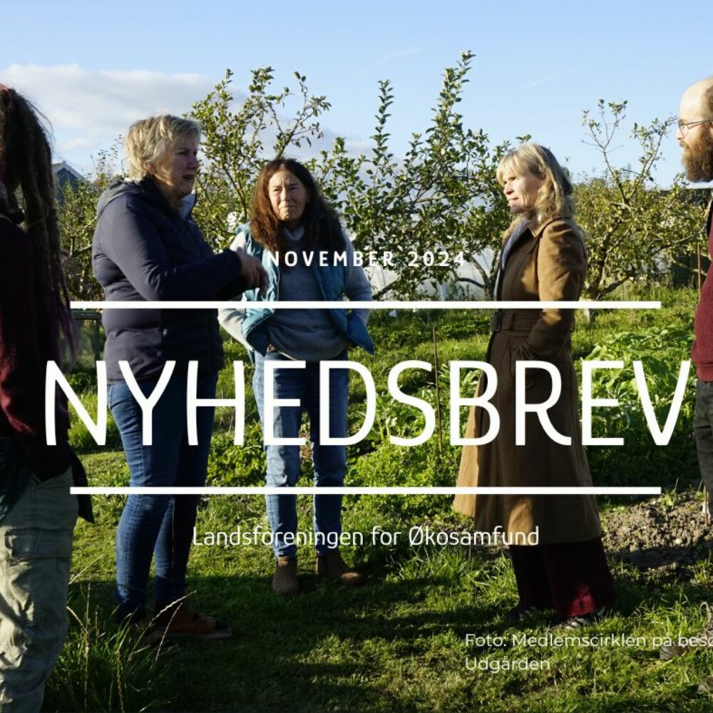 NYHEDSBREV NOVEMBER 2024